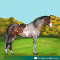 Horse Color:White Spotted Brown Sabino 