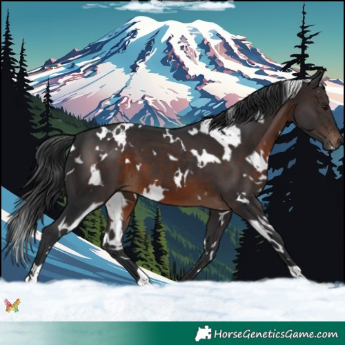 Horse Color:White Spotted Brown 