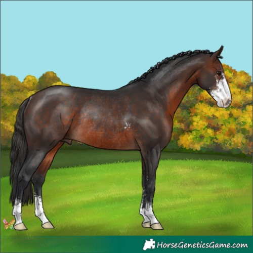 Horse Color:Brown Sabino Rabicano 