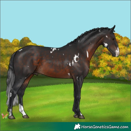 Horse Color:White Spotted Brown Sabino 