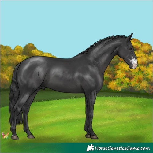 Horse Color:Black Sabino 