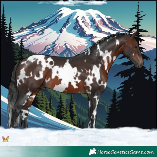 Horse Color:White Spotted Brown 
