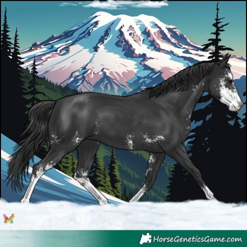 Horse Color:Black Sabino 