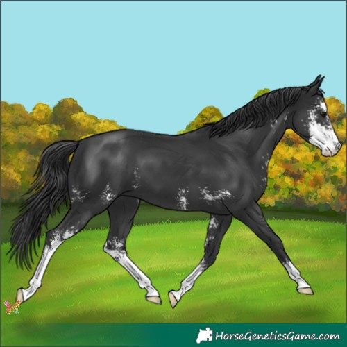 Horse Color:Black Sabino 