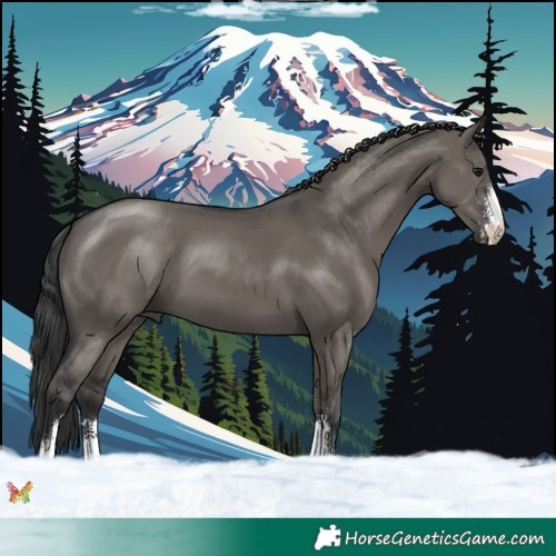 Horse Color:Grullo Sabino 