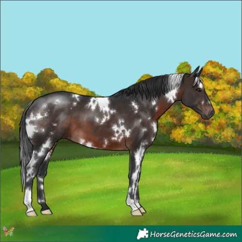 Horse Color:White Spotted Brown