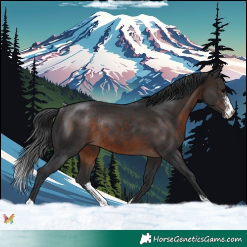 Horse Color:Brown Sabino Rabicano 