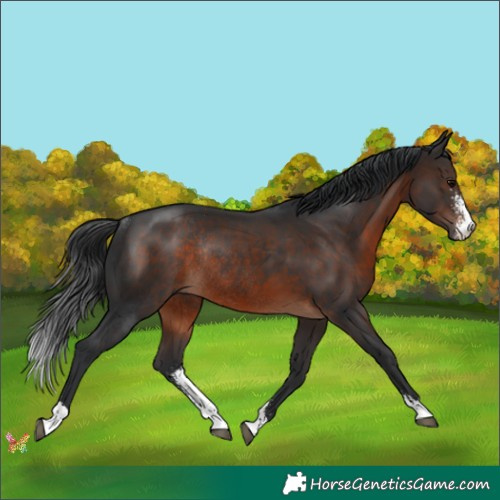 Horse Color:Brown Sabino Rabicano 