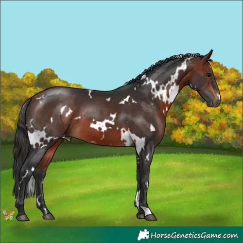 Horse Color:White Spotted Bay 