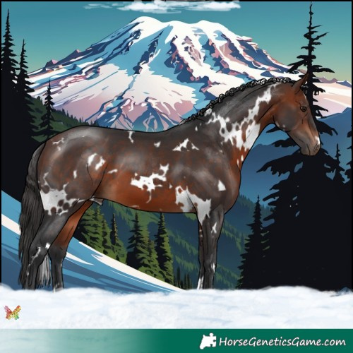 Horse Color:White Spotted Bay 
