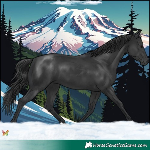 Horse Color:Black 