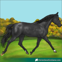 Horse Color:Black 