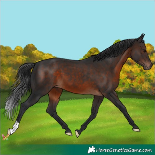 Horse Color:Brown 