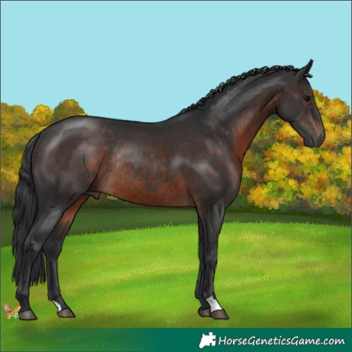 Horse Color:Brown Rabicano 