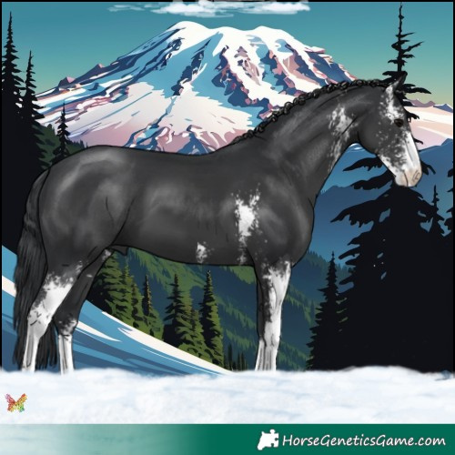 Horse Color:Black Sabino 