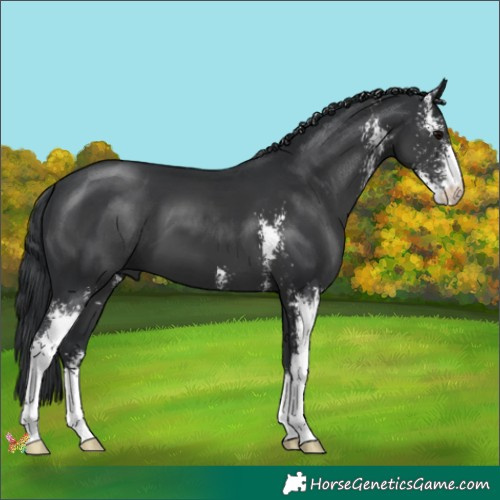 Horse Color:Black Sabino 