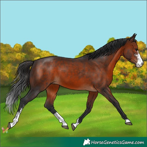 Horse Color:Brown Sabino 