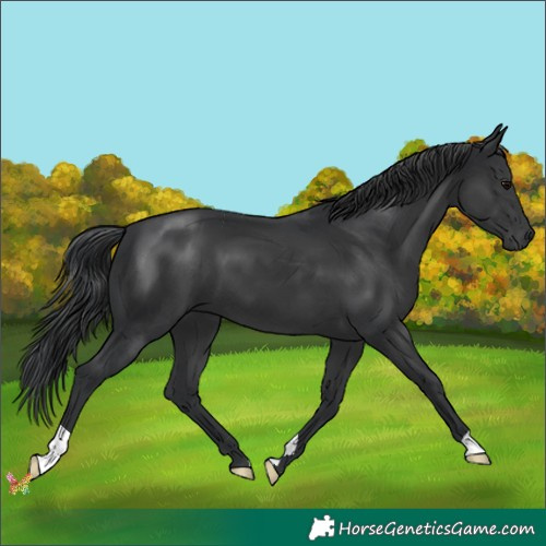 Horse Color:Black 