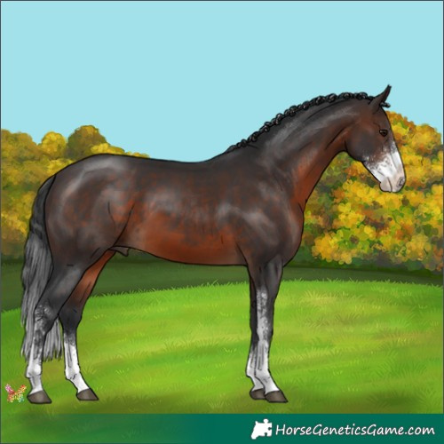 Horse Color:Brown Sabino 