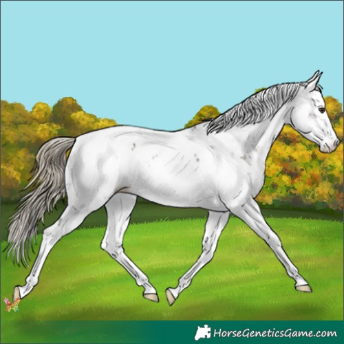 Horse Color:Liver Chestnut Sabino Rabicano 