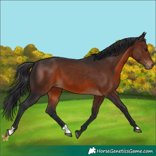 Horse Color:Brown 