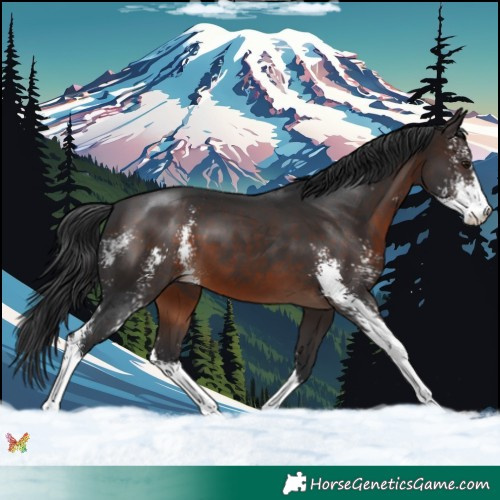 Horse Color:Brown Sabino 