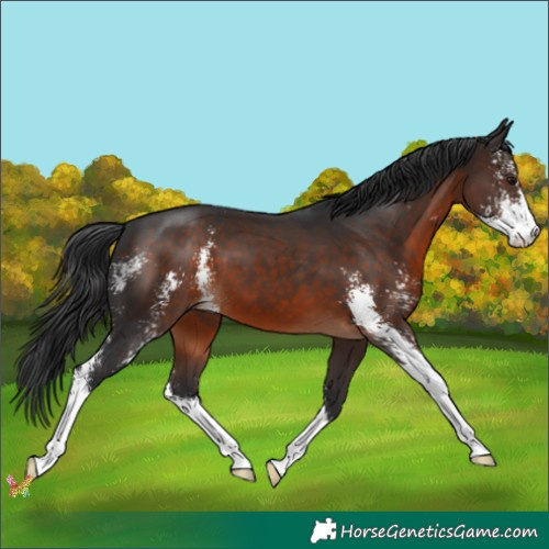Horse Color:Brown Sabino 
