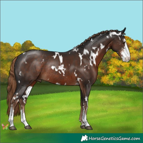 Horse Color:White Spotted Liver Chestnut Sabino Rabicano 