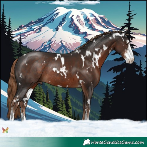Horse Color:White Spotted Liver Chestnut Sabino Rabicano 