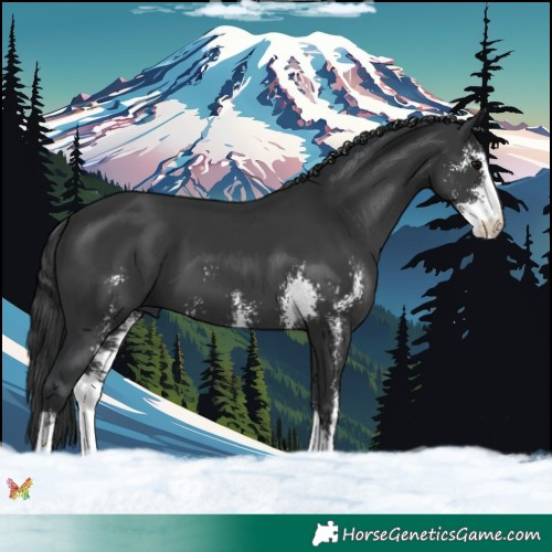 Horse Color:Black Sabino 