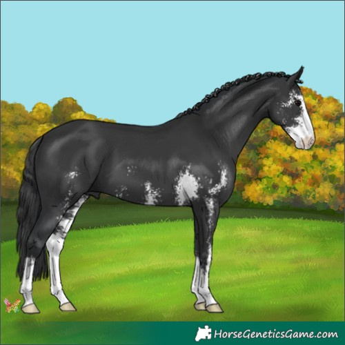 Horse Color:Black Sabino 