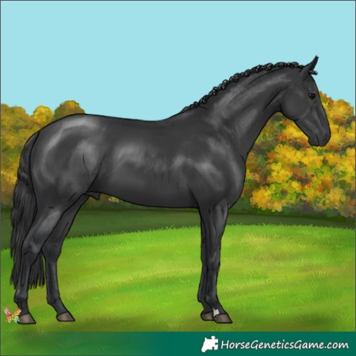 Horse Color:Black 