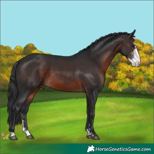 Horse Color:Brown Sabino 