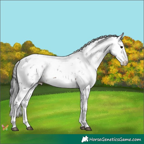 Horse Color:Brown Sabino 