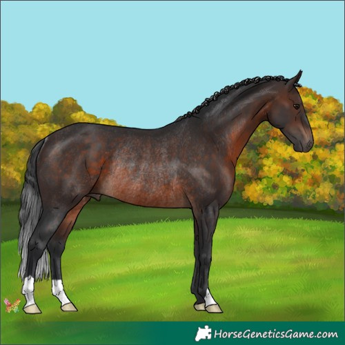 Horse Color:Brown Rabicano 