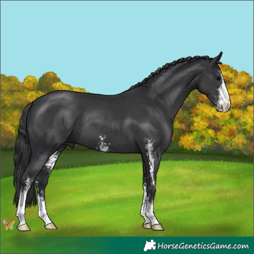 Horse Color:Black Sabino 