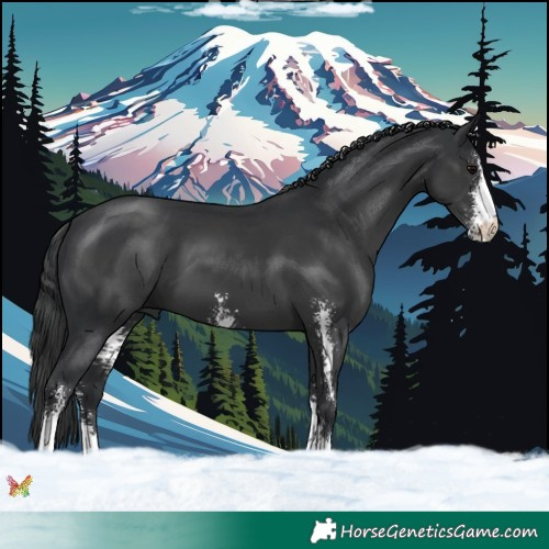 Horse Color:Black Sabino 