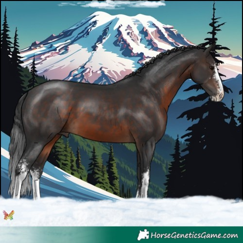 Horse Color:Brown Sabino 