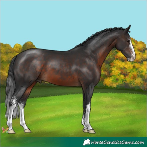 Horse Color:Brown Sabino 