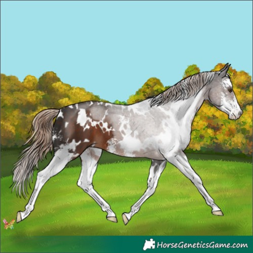 Horse Color:White Spotted Liver Chestnut Sabino 