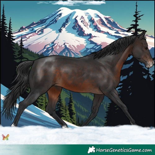 Horse Color:Brown Sabino 