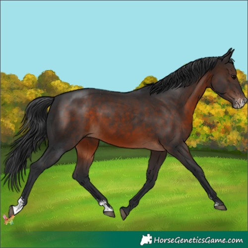 Horse Color:Brown Sabino 