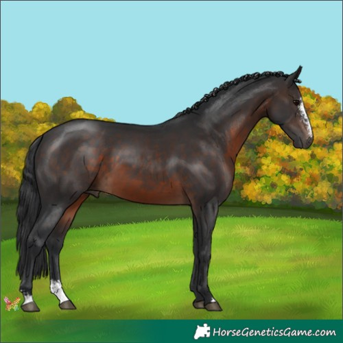 Horse Color:Brown Sabino 
