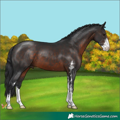 Horse Color:Brown Sabino 