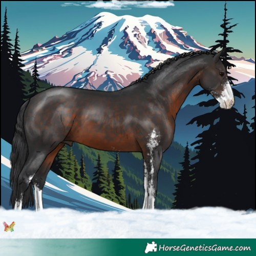 Horse Color:Brown Sabino 