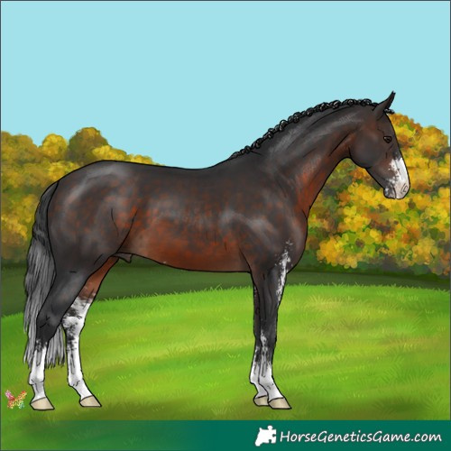 Horse Color:Brown Sabino 