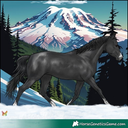 Horse Color:Black Sabino 