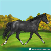 Horse Color:Black Sabino 