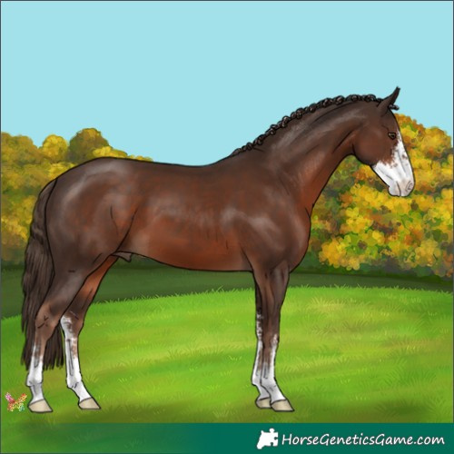 Horse Color:Liver Chestnut Sabino 