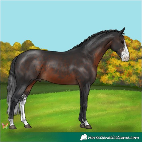 Horse Color:Brown Sabino 